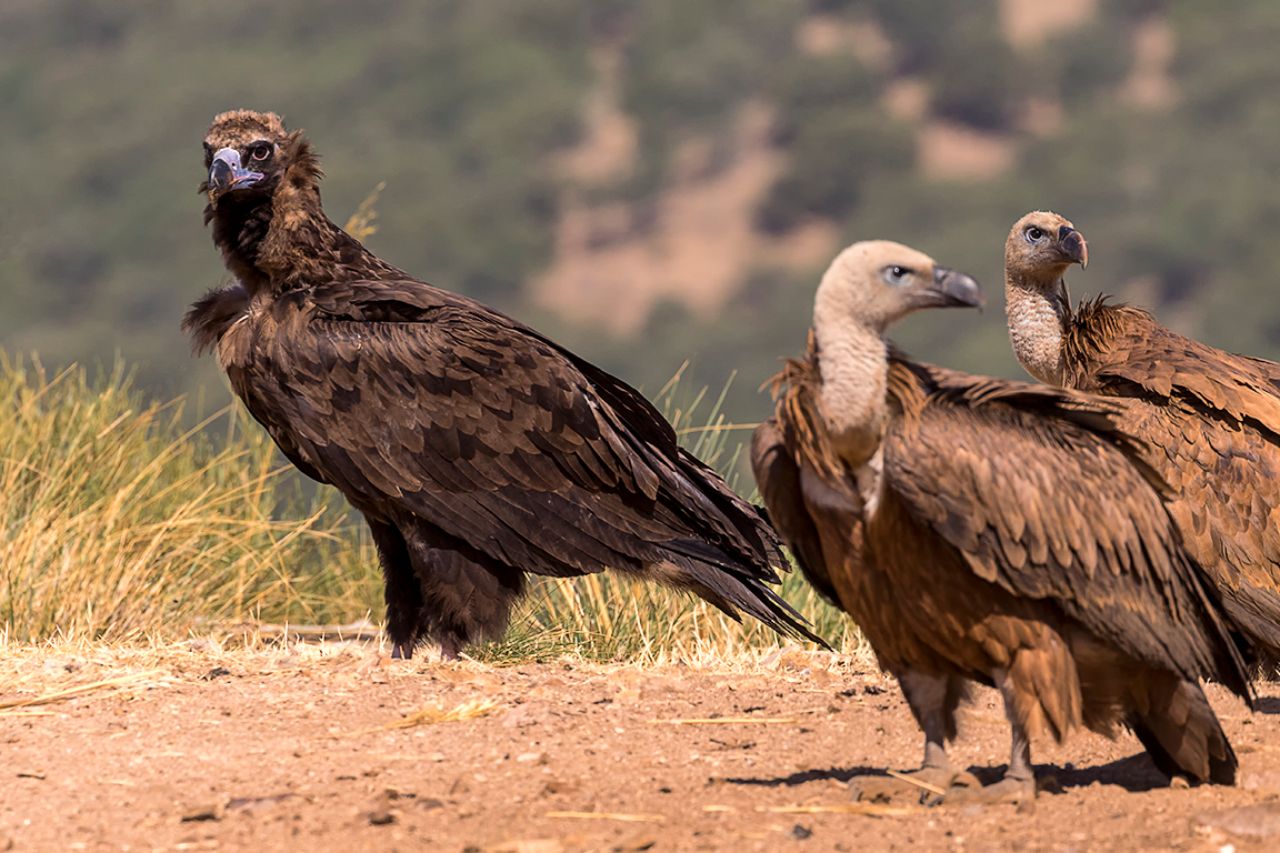 Buitre negro y leonados
