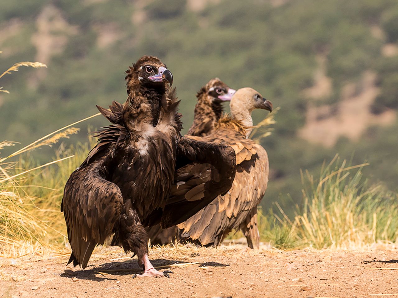Buitres negros y leonado