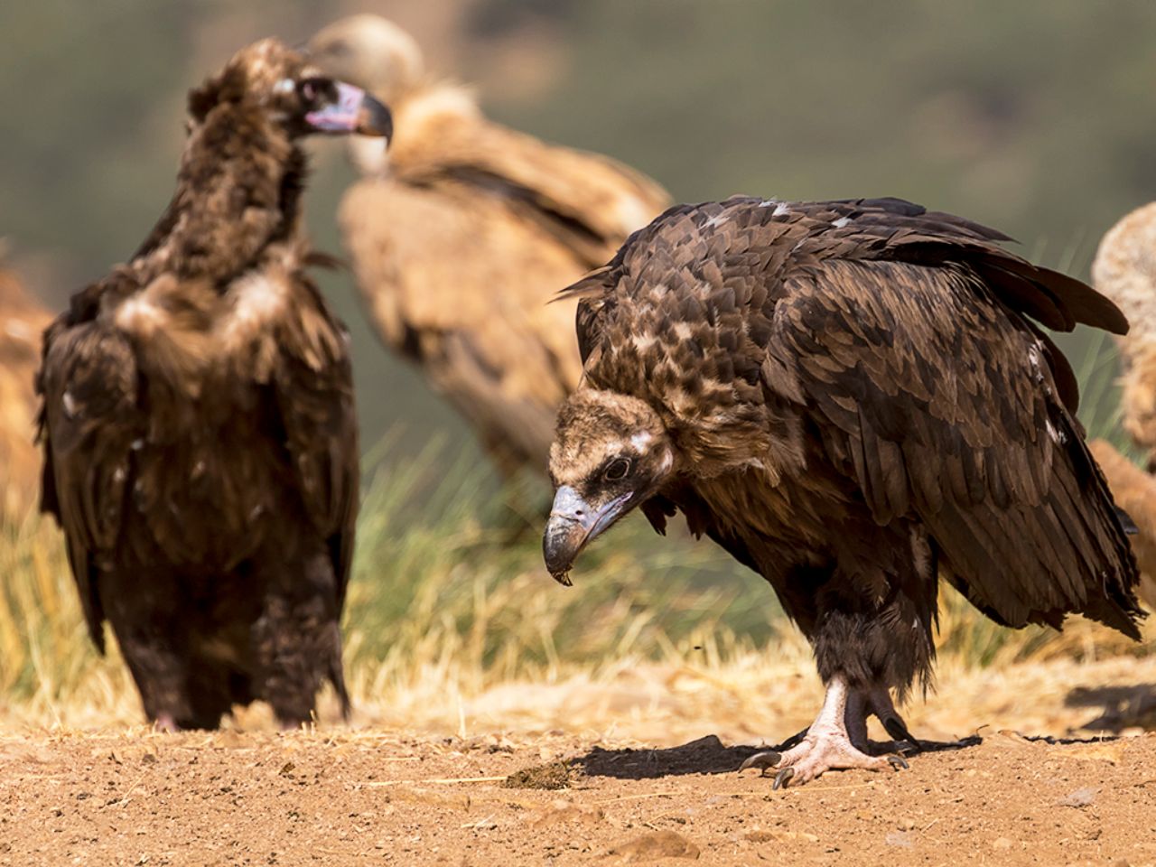Buitres negros y leonados