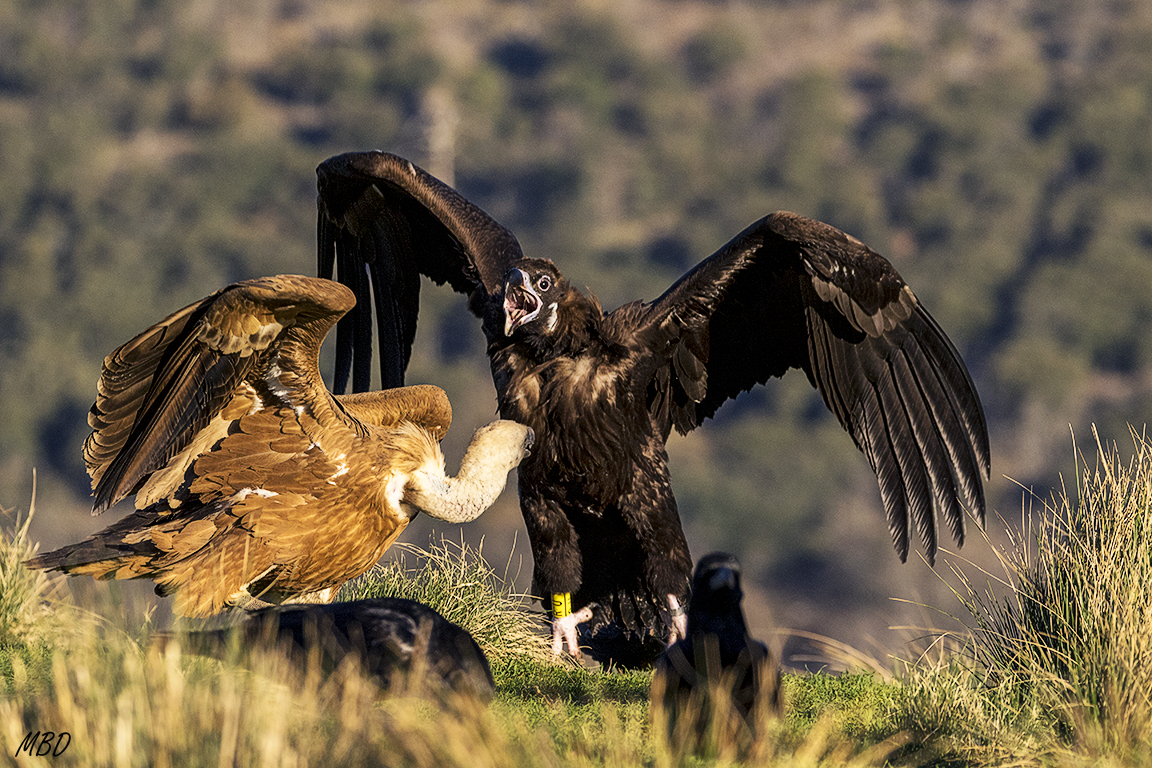 Buitre negro y leonado