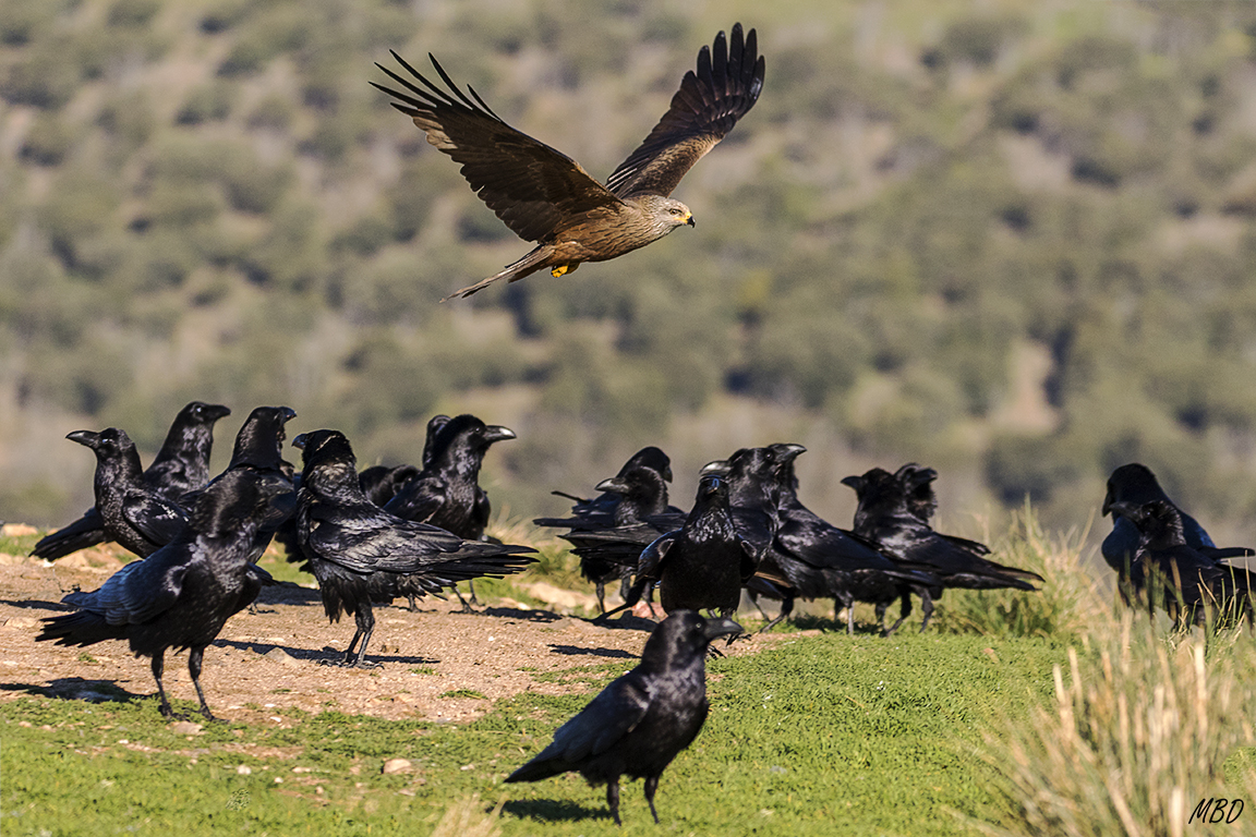 Milano negro y cuervos