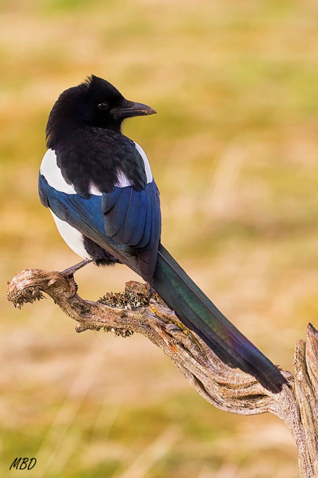Urraca. Si no fueran tan puñeteras...