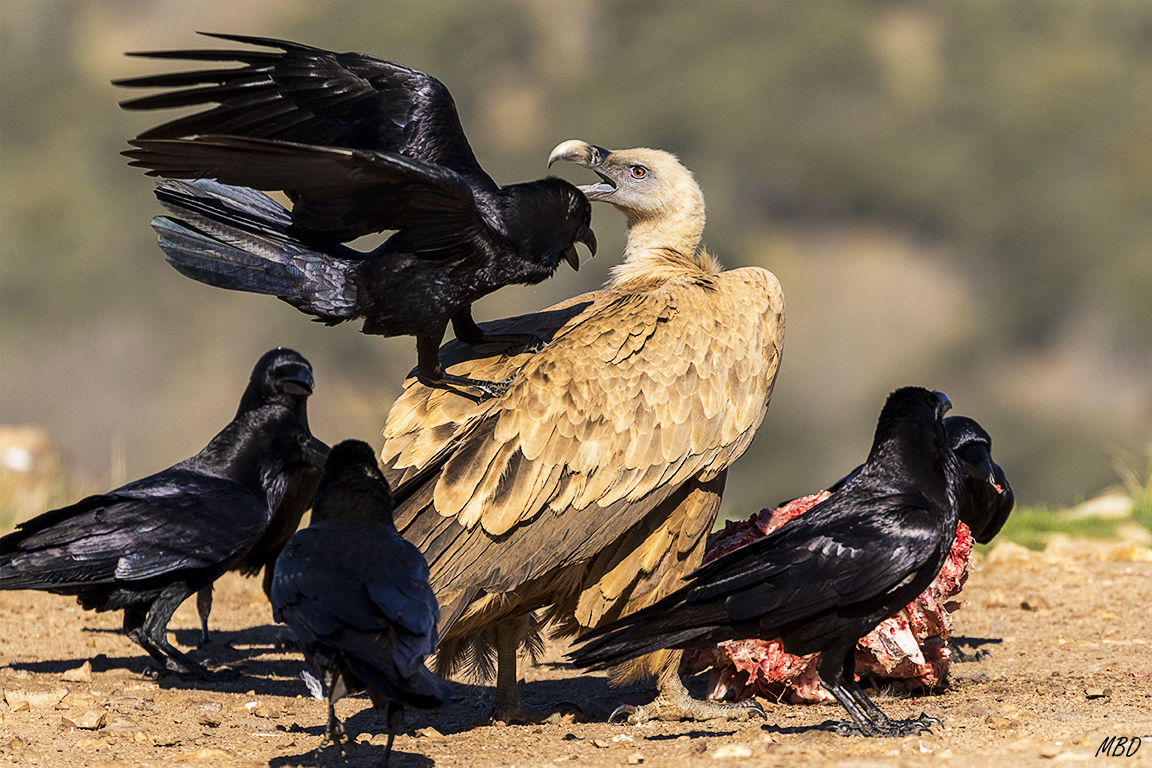 Buitre leonado y cuervos