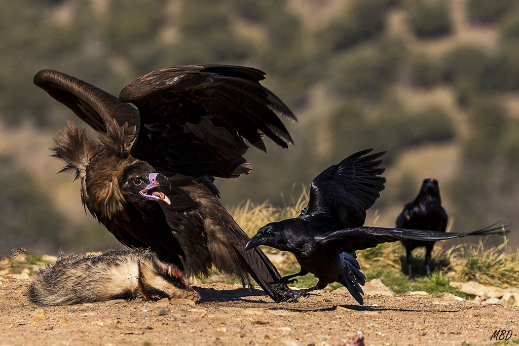 Buitre negro y cuervos