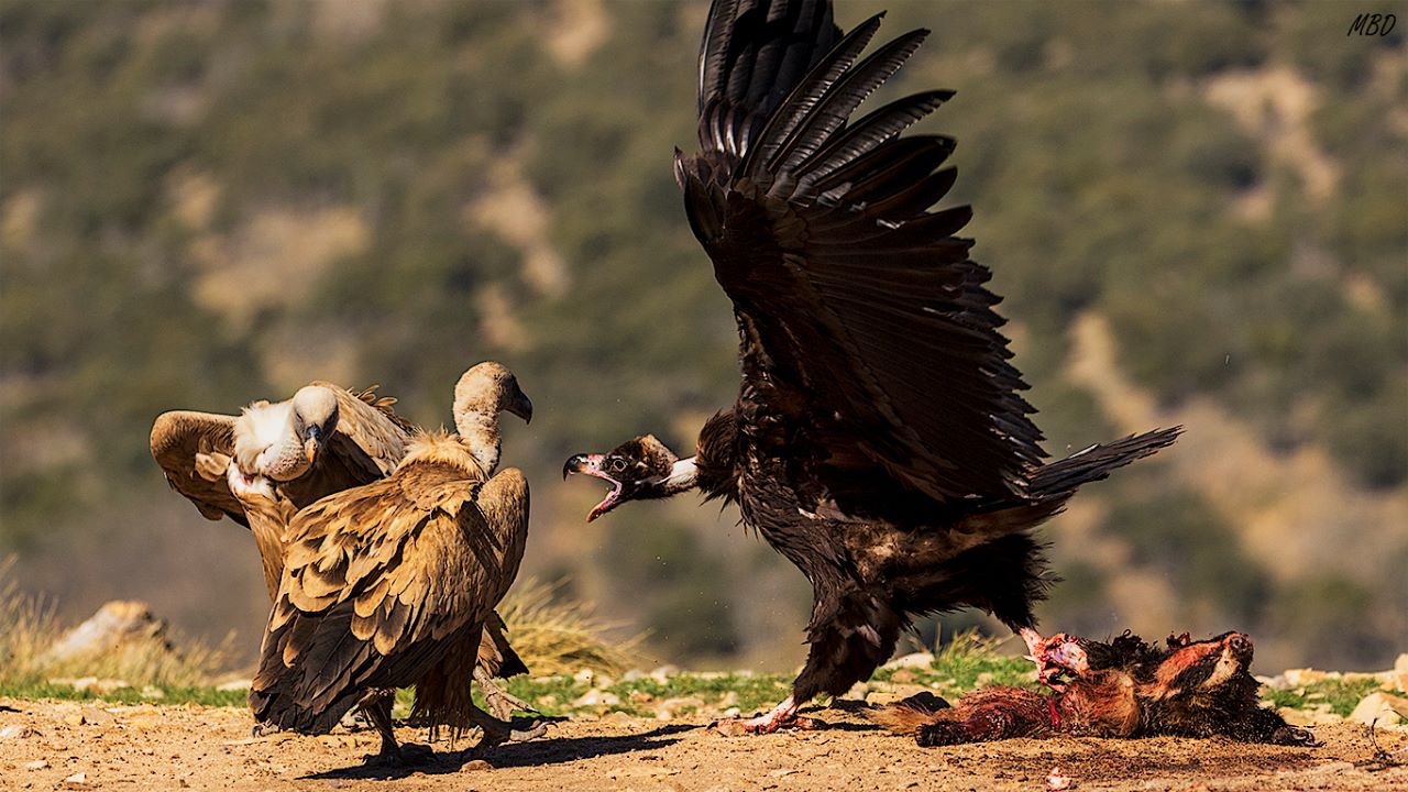Buitre negro y leonados
