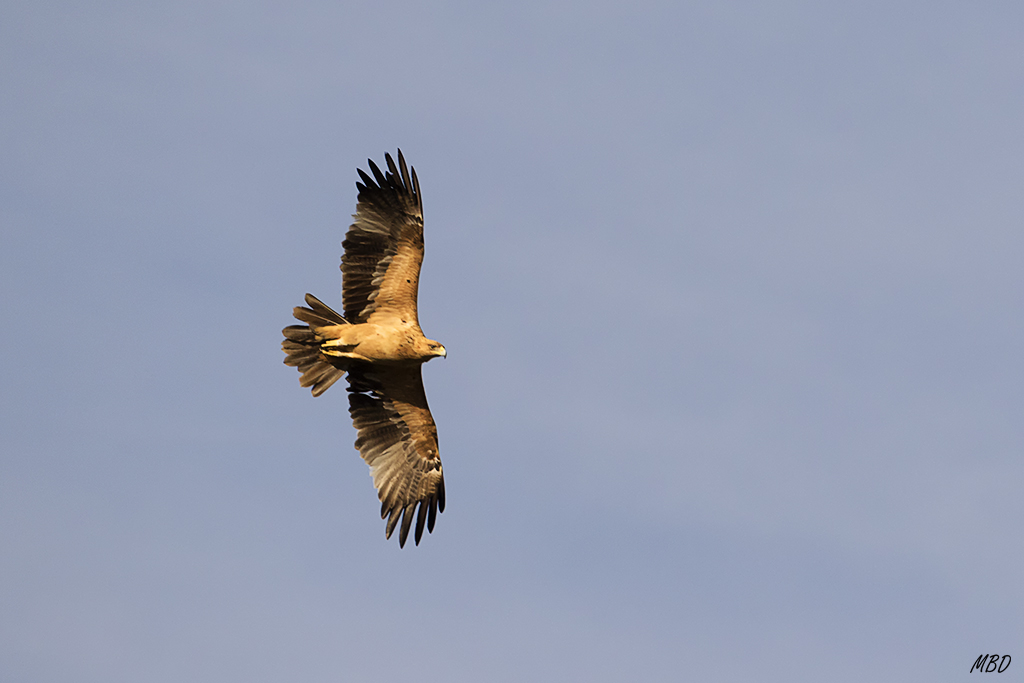 Águla imperial ibérica
