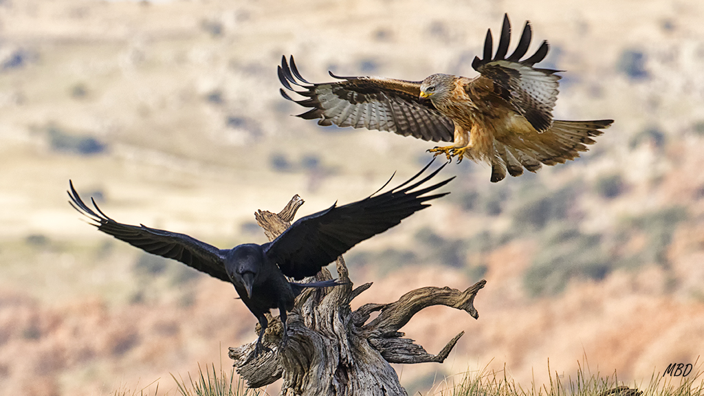 Milano real y cuervo