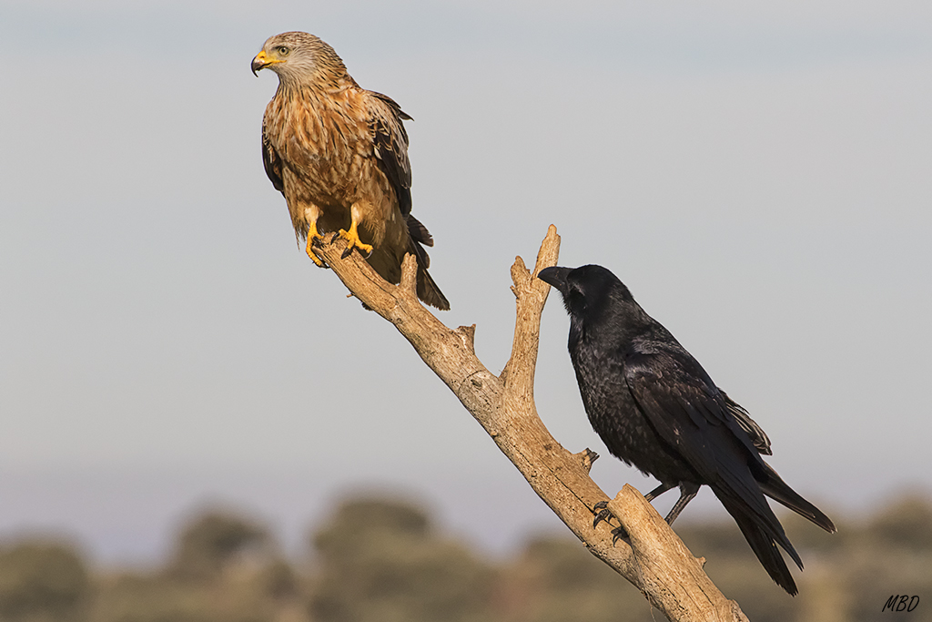 Milano real y cuervo