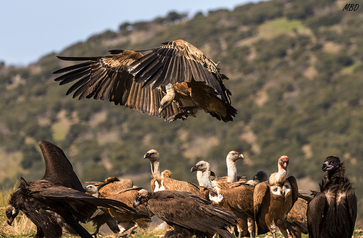 Buitres leonados y negros
