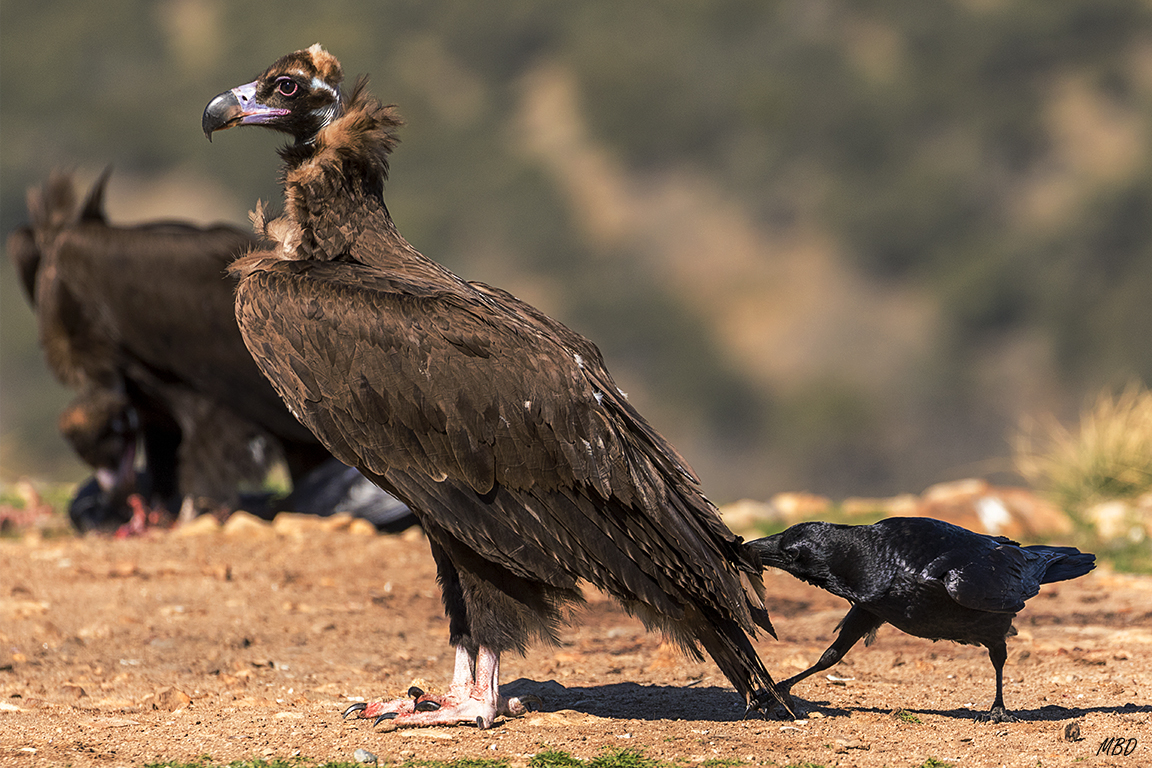 Buitre negro y cuervo