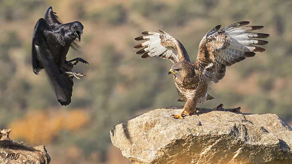 Busardo ratonero y cuervo