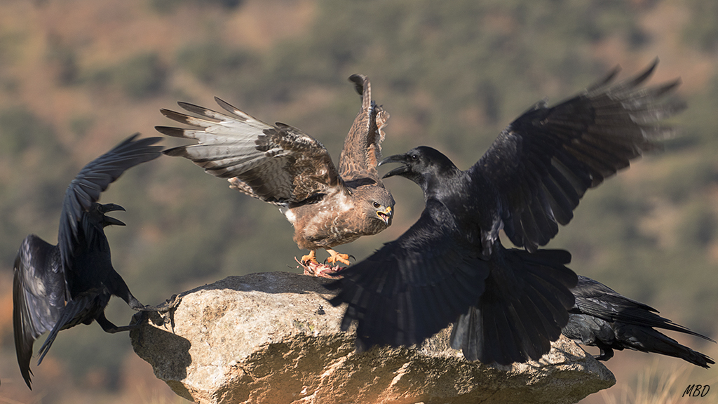 Busardo ratonero y cuervos