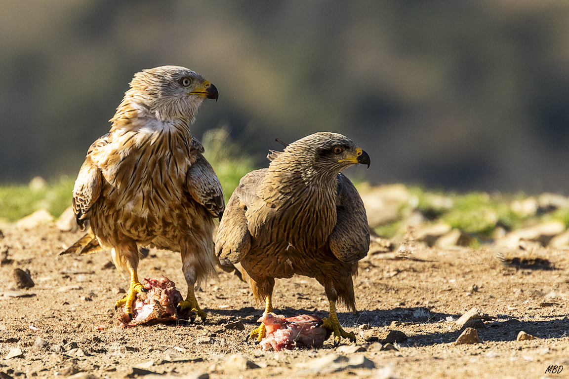 Milano real y milano negro