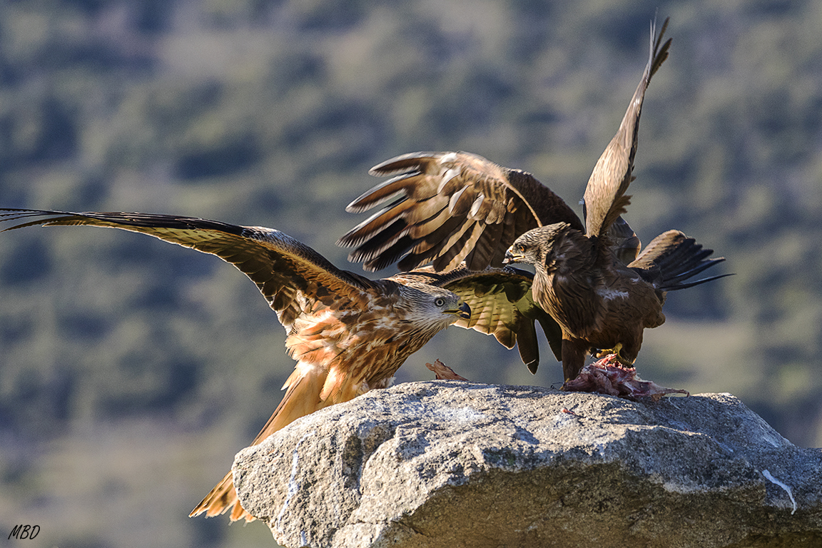 Milano real y busardo ratonero