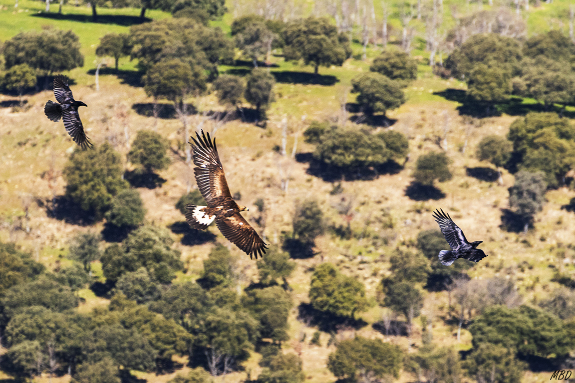 Águila real y cuervos