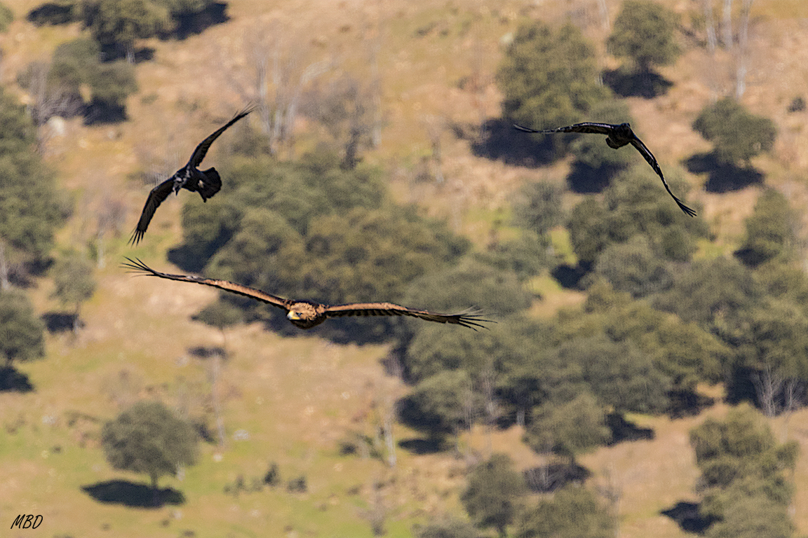 Águila real y cuervos