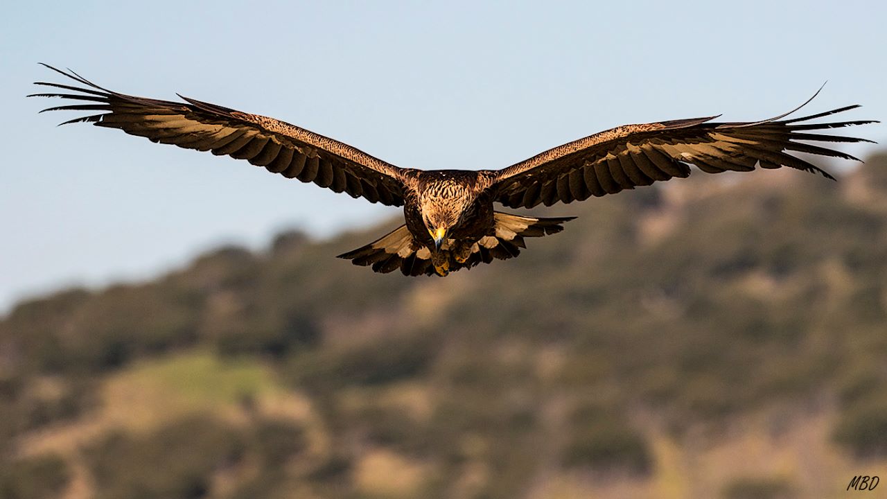 Águila real
