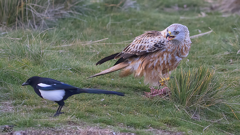 Milano real y urraca