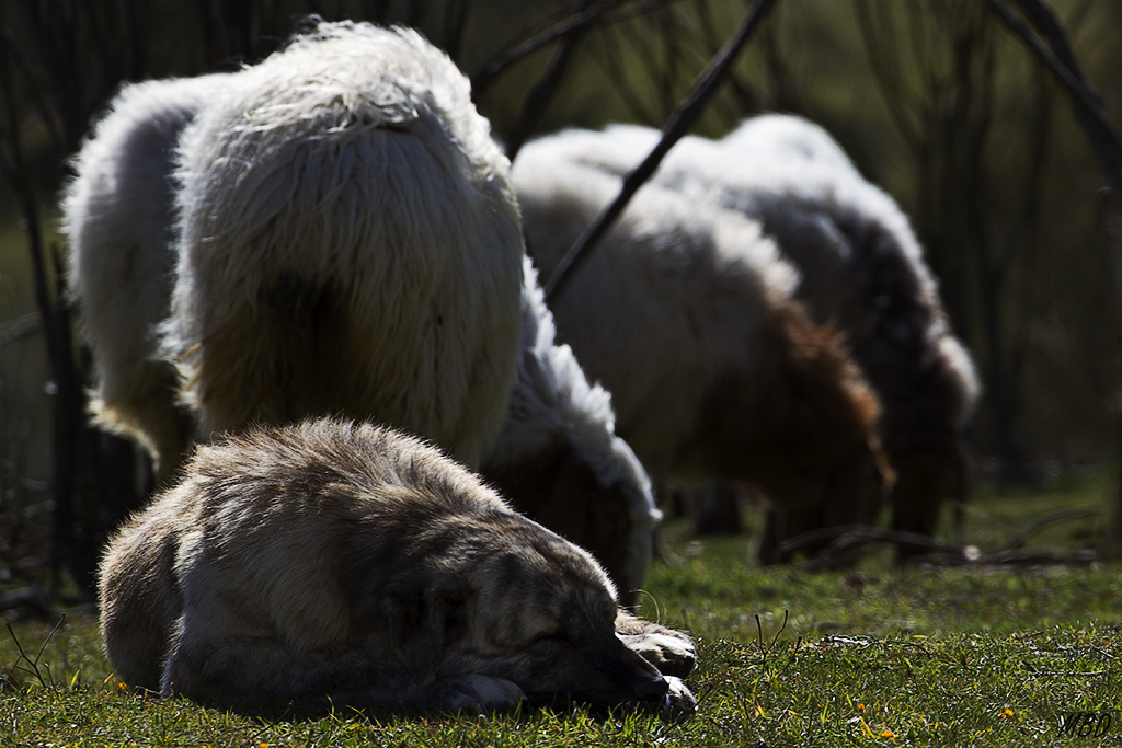 Valdeloshielos, feb2016.