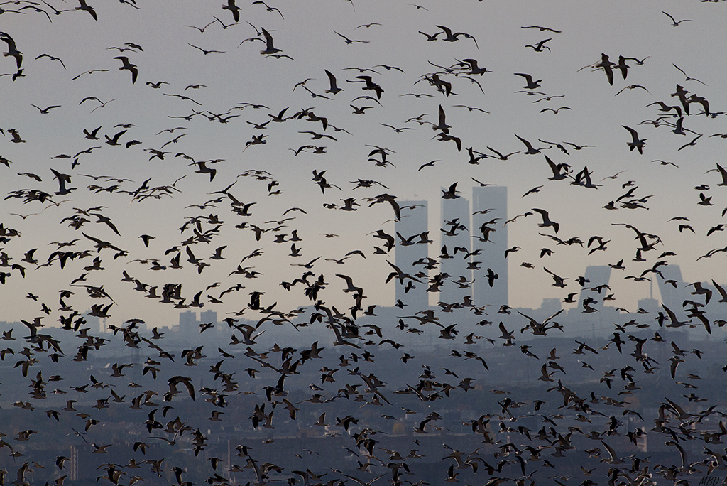 Colmenar Viejo, dic2015. Imagen peculiar tomada desde el vertedero, con miles de gaviotas afincadas en él.