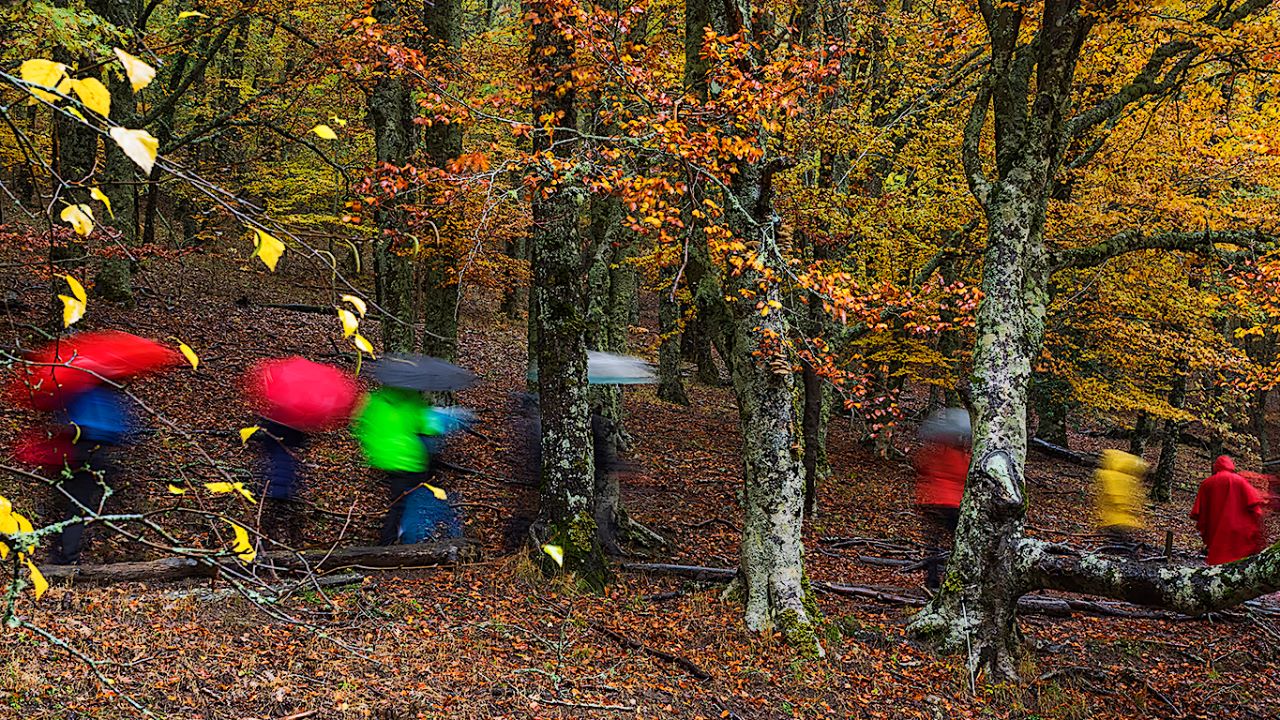 Hayedo Montejo, nov2018