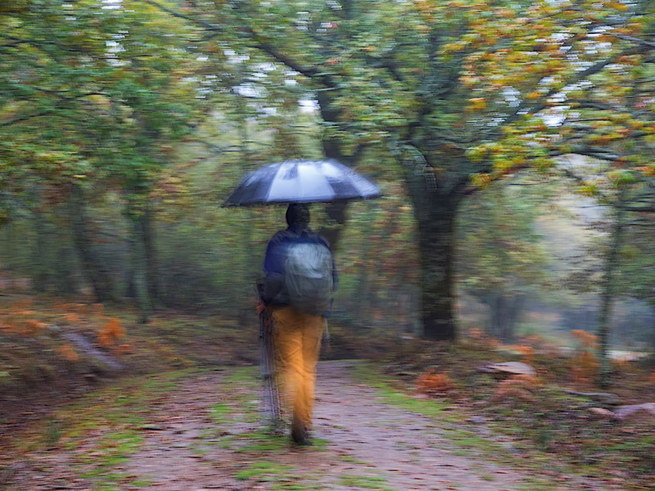 Abedular Somosierra, nov2018