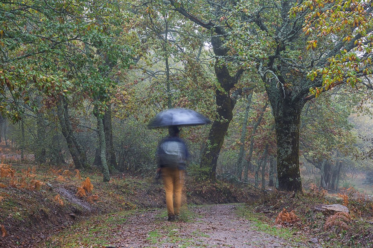 Abedular Somosierra, nov2018