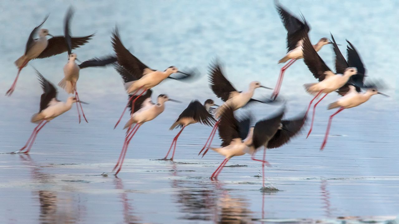 Vuelo de cigüeñuelas