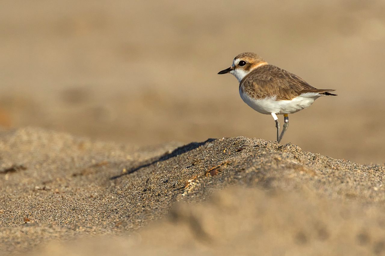 Chorlitejo patinegro