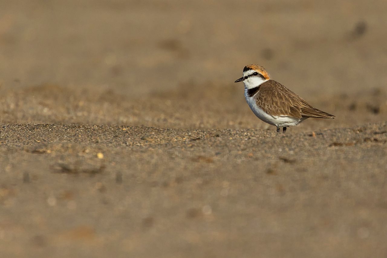 Chorlitejo patinegro