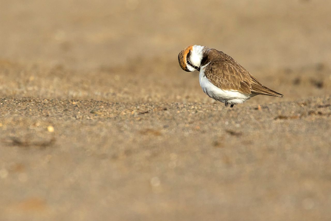 Chorlitejo patinegro