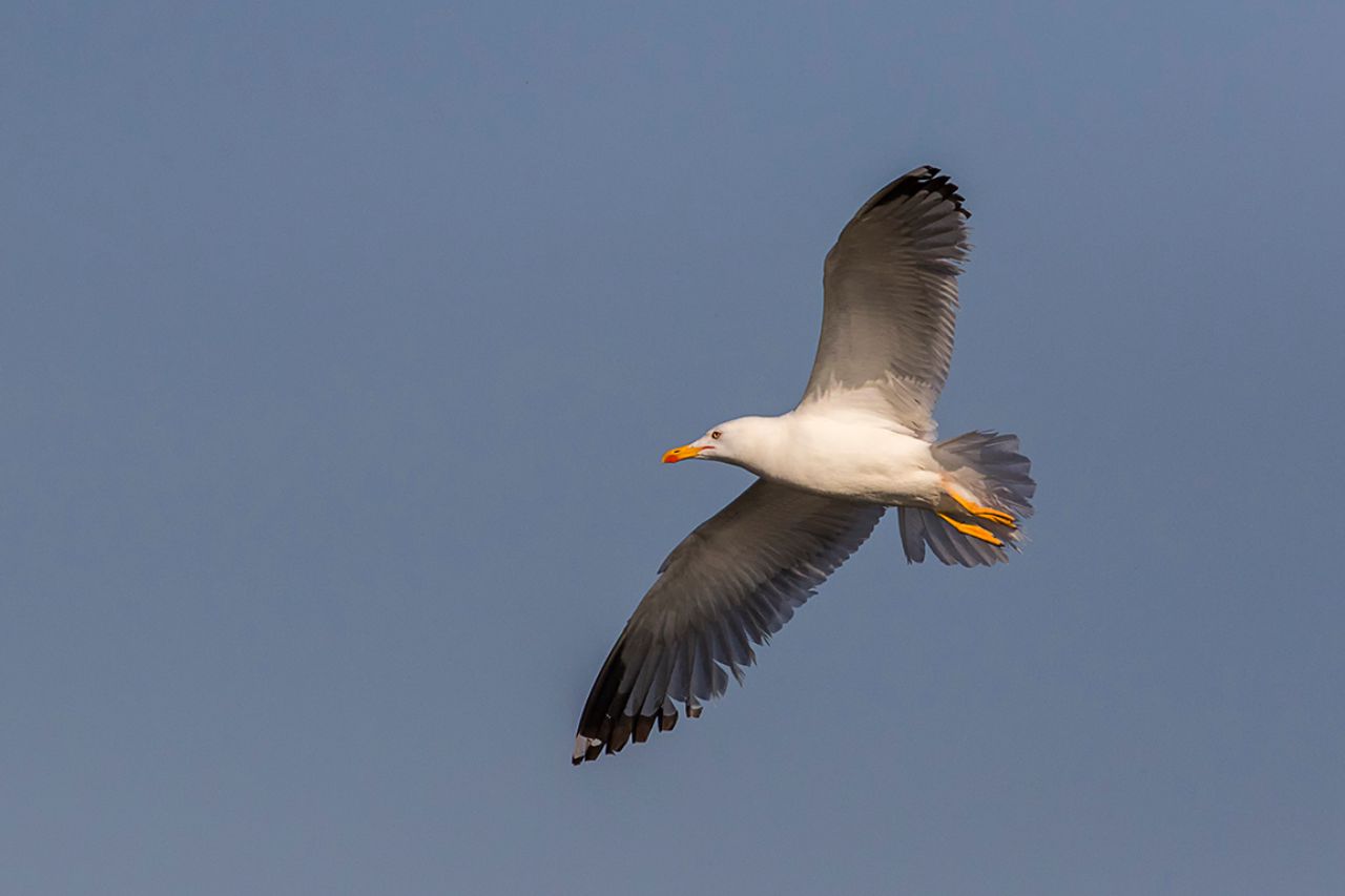 Gaviota patiamarilla