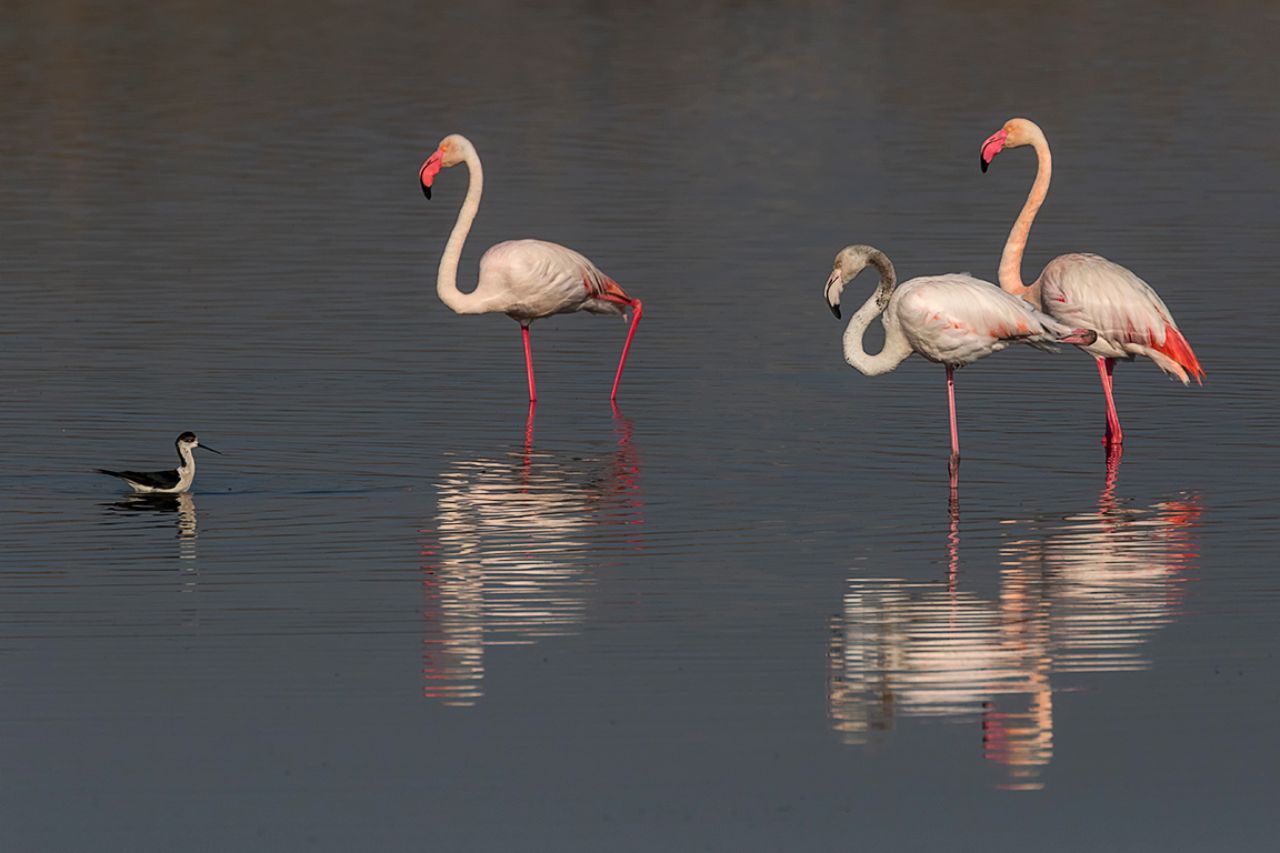 Flamencos