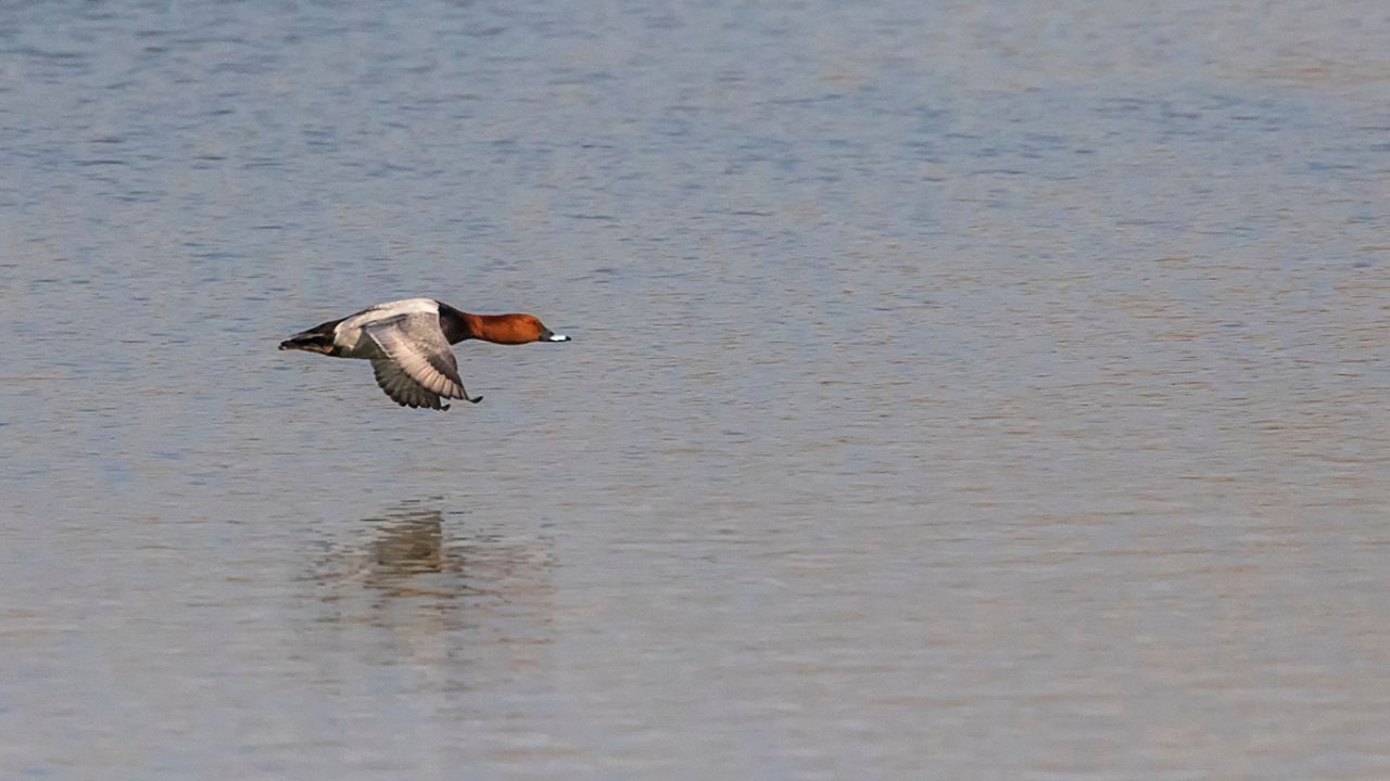 Porrón común macho