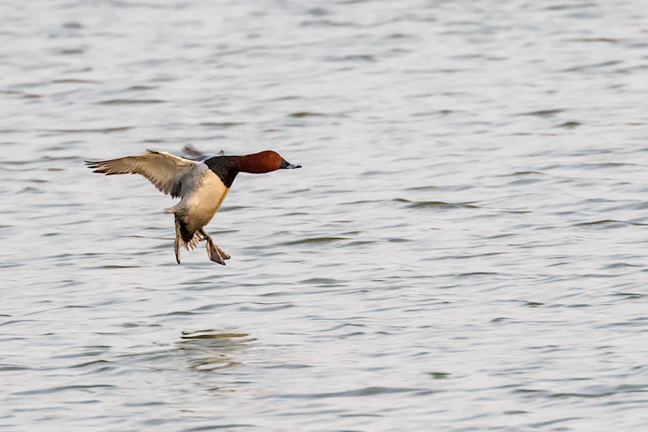 Porrón común macho