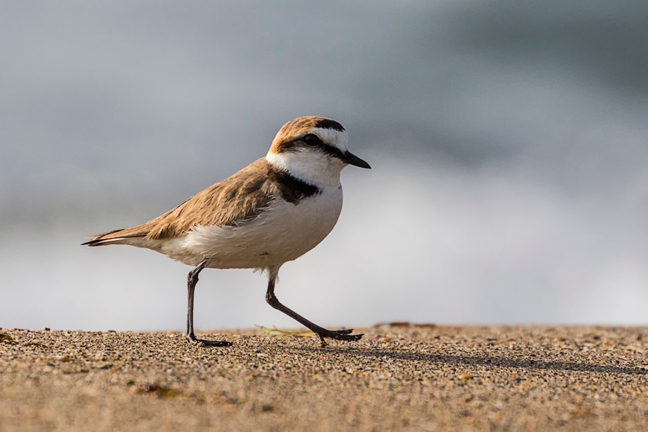 Chorlitejo patinegro