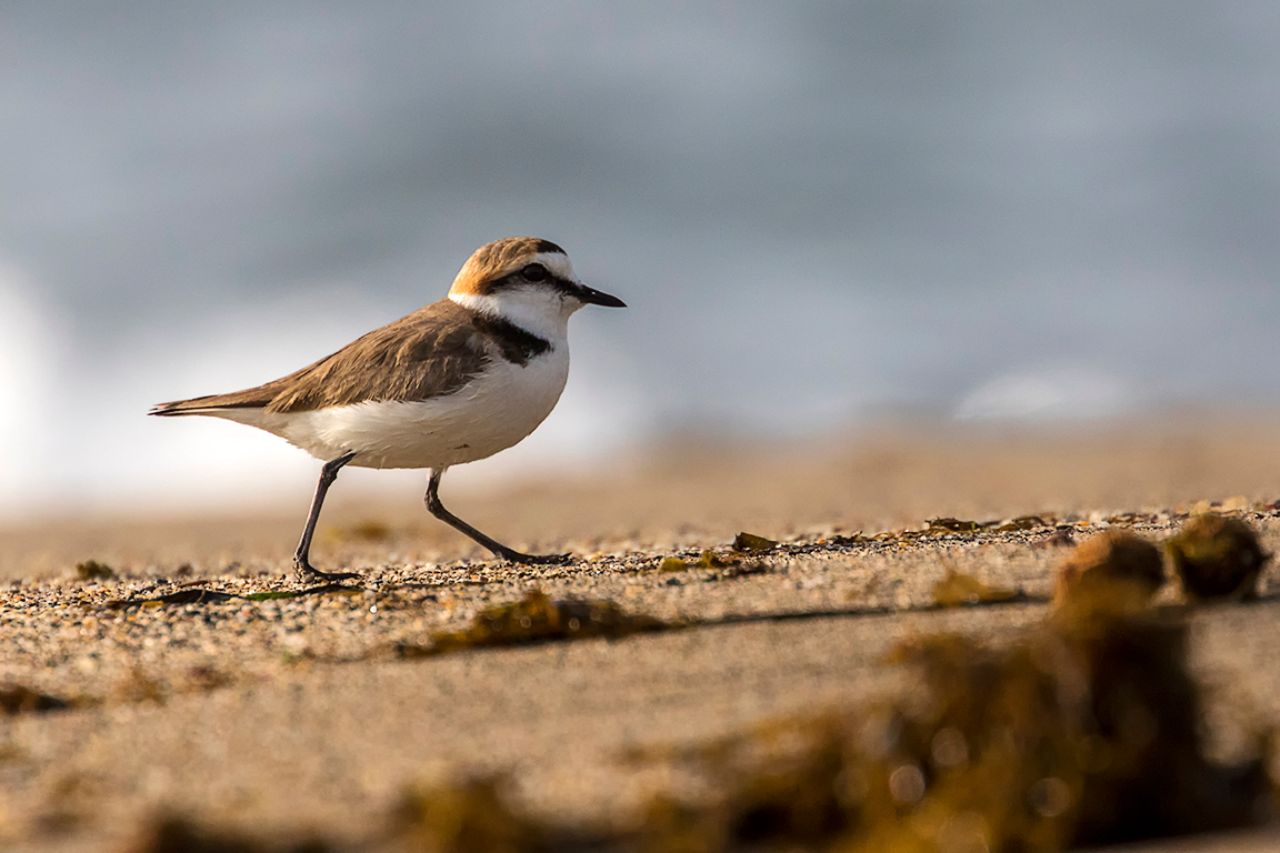 Chorlitejo patinegro