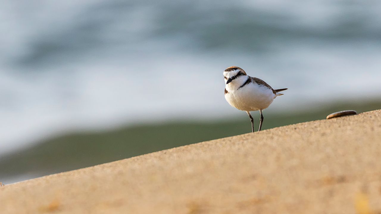 Chorlitejo patinegro