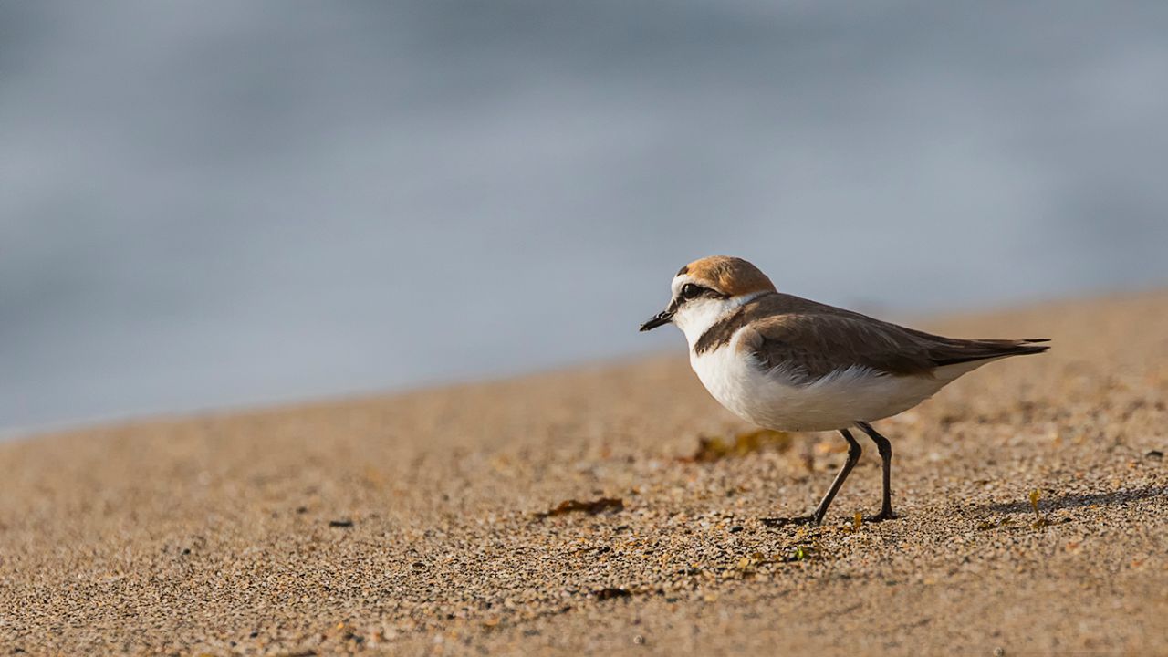 Chorlitejo patinegro