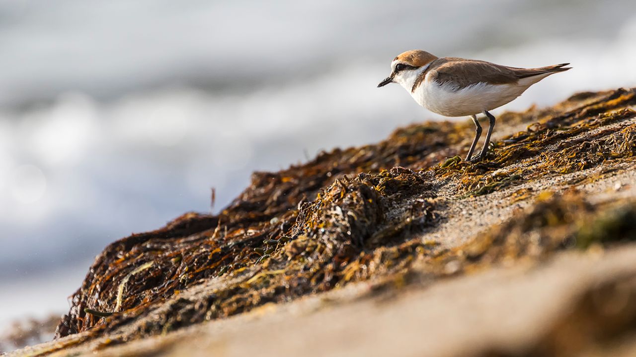 Chorlitejo patinegro