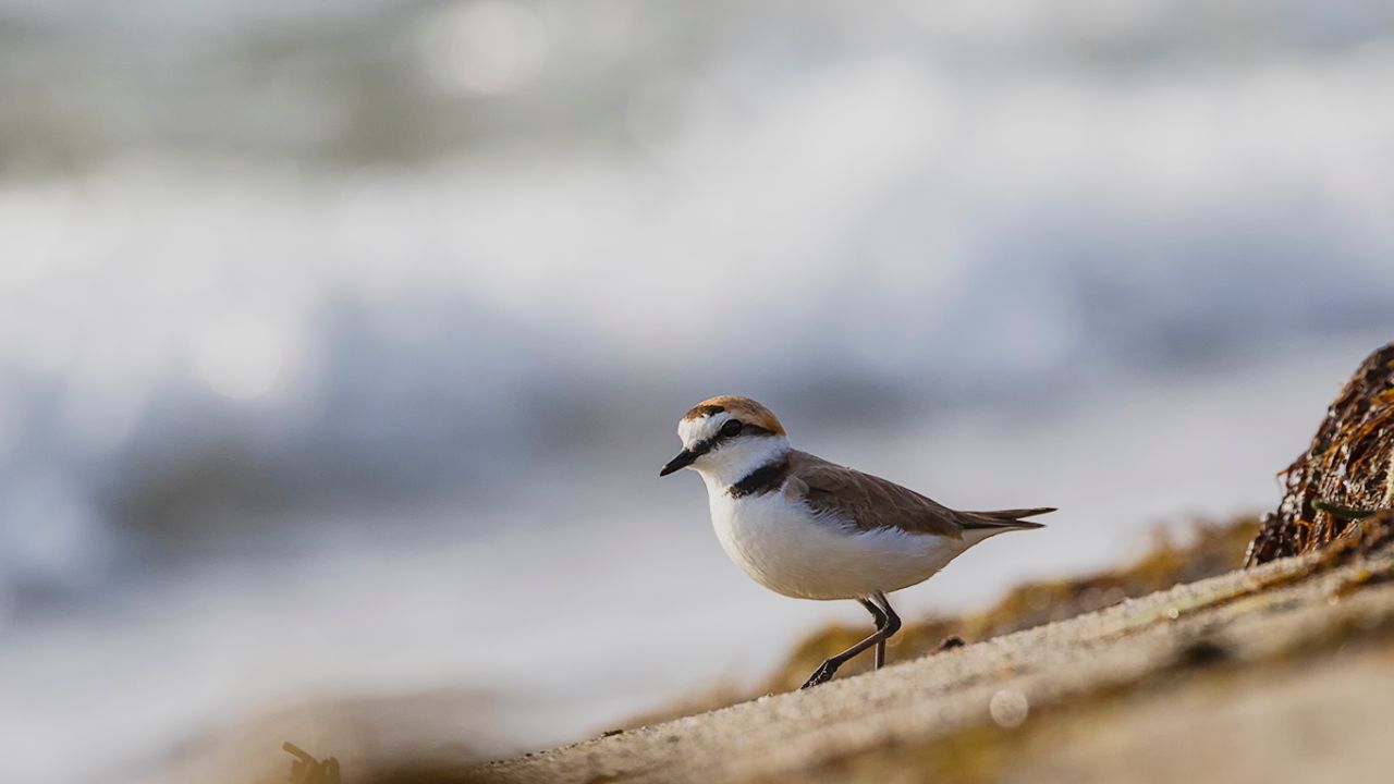 Chorlitejo patinegro