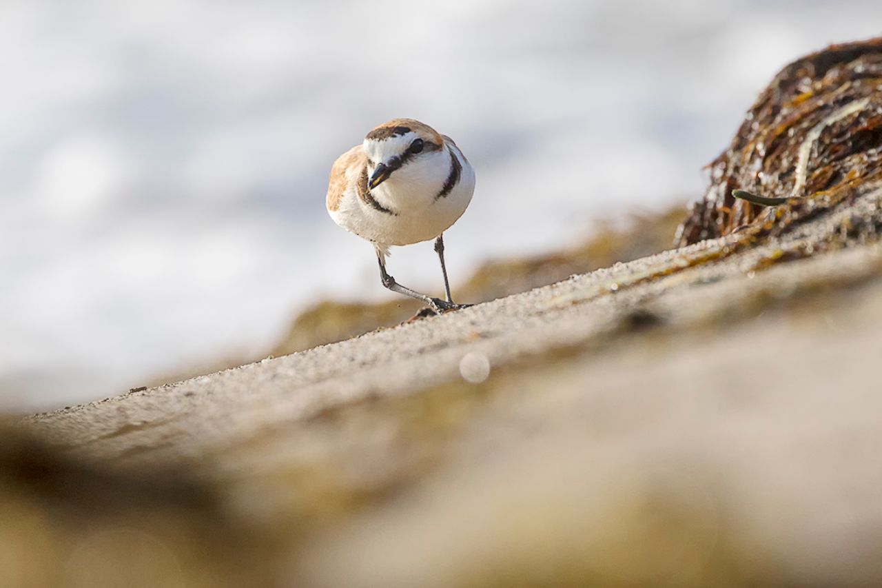 Chorlitejo patinegro