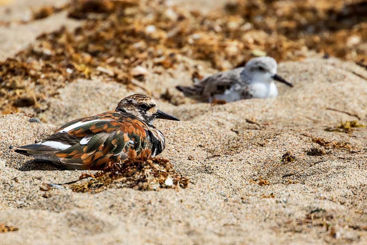 Vuelvepiedras y tridáctilo