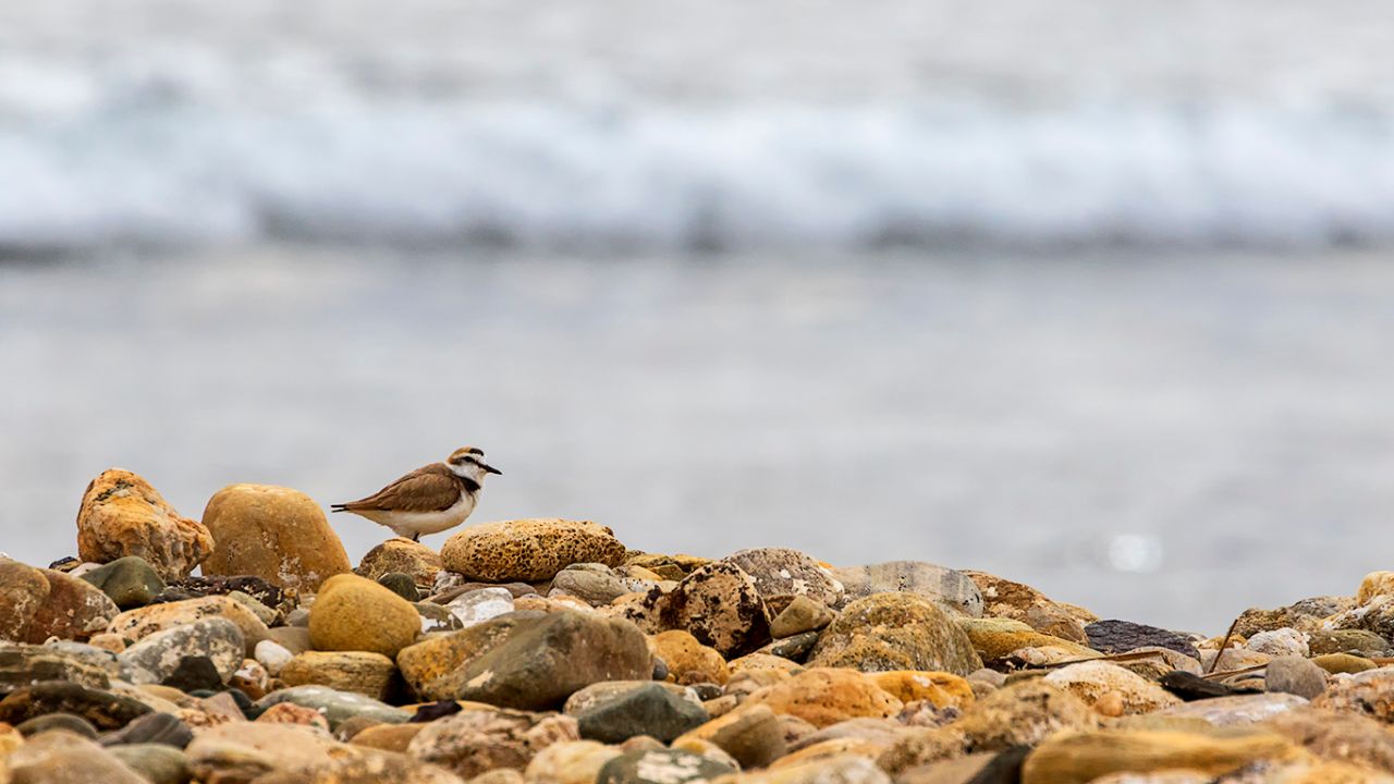 Chorlitejo patinegro