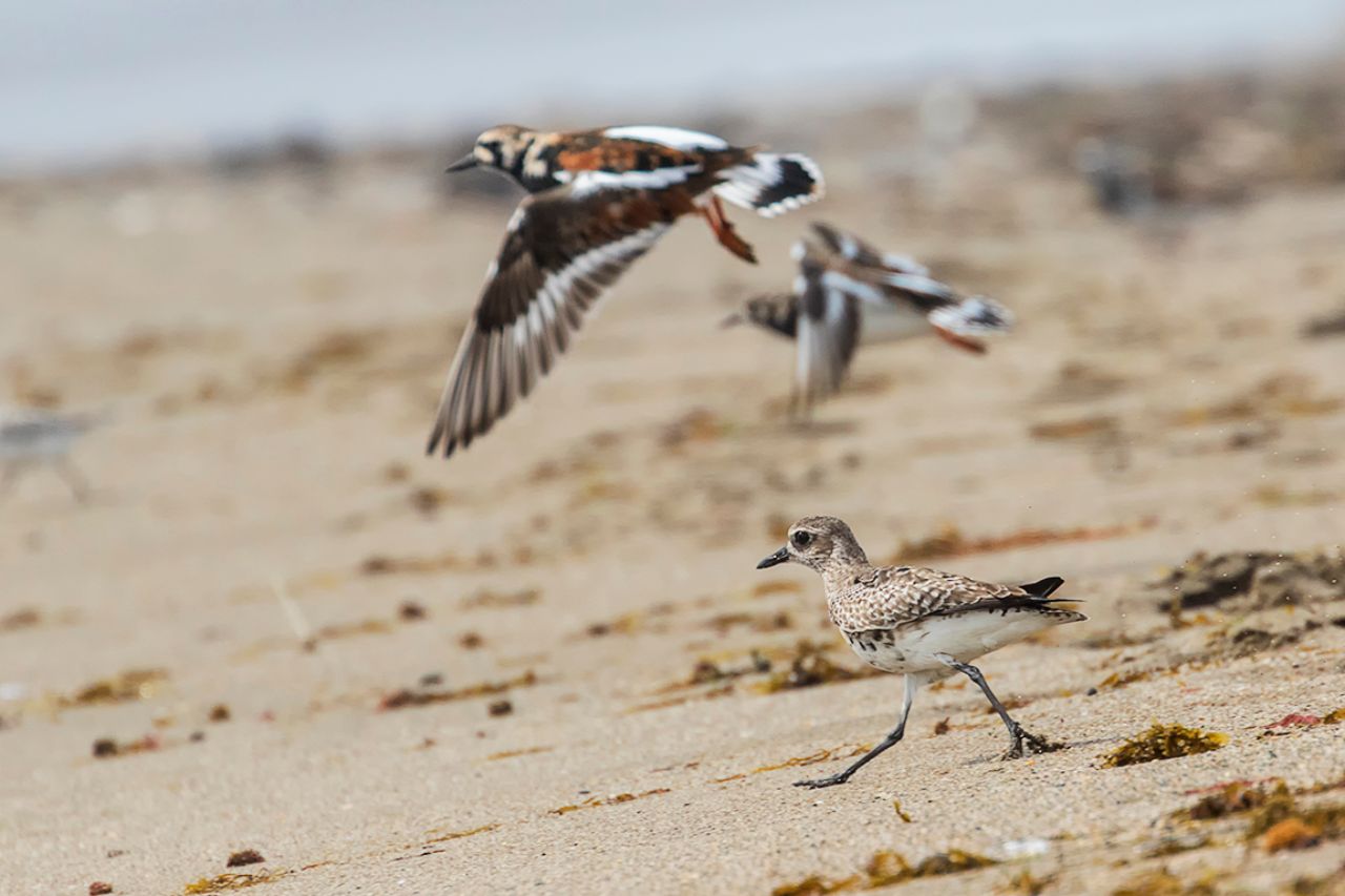 Chorlito gris y vuelvepiedras