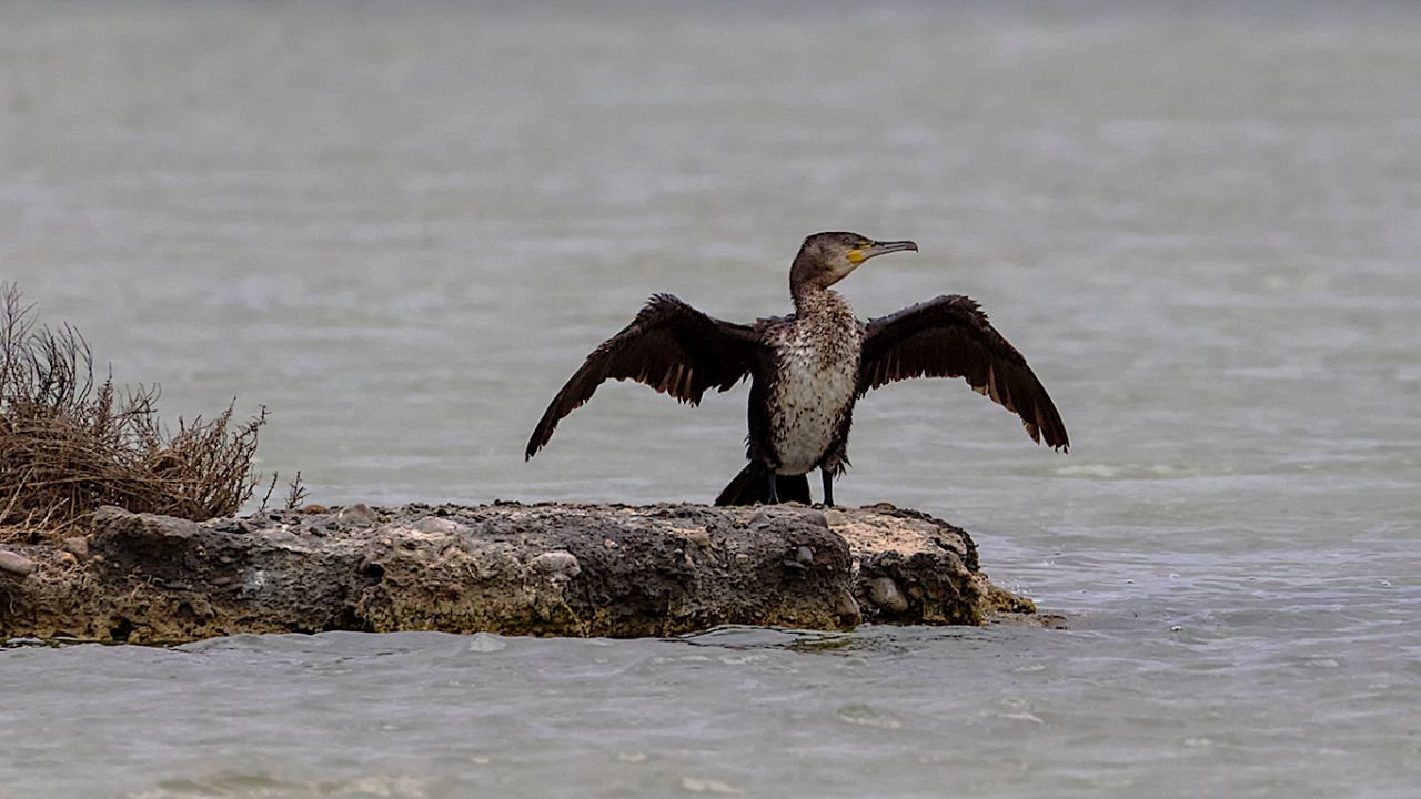 Cormorán grande
