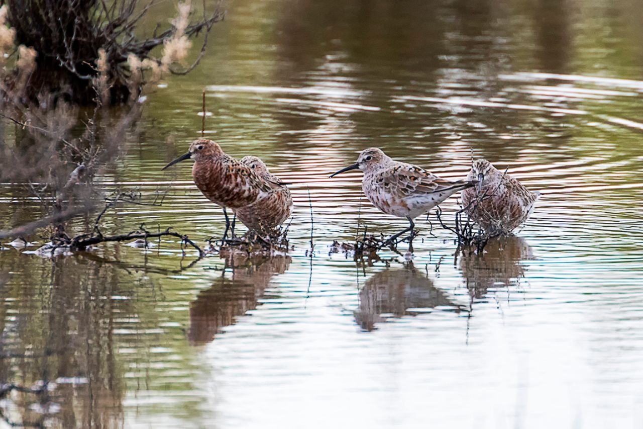 Correlimos zarapitín