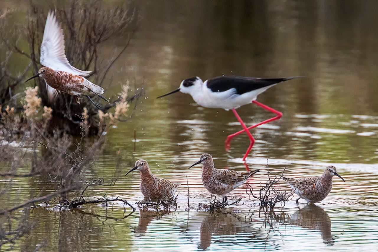 Correlimos zarapitín