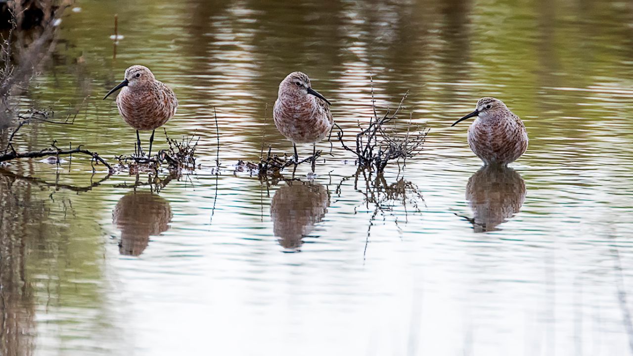 Correlimos zarapitín