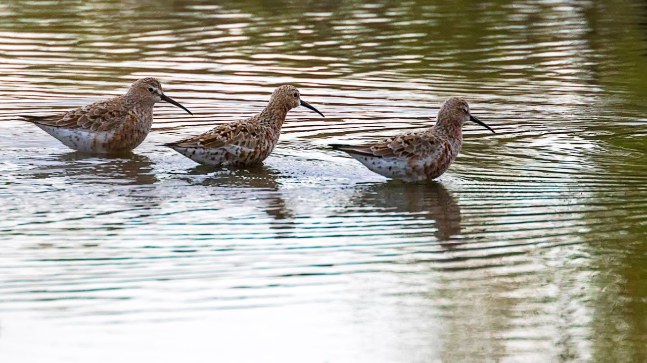 Correlimos zarapitín